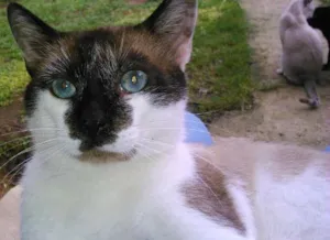 Gato raça SIAMES idade 2 anos nome SAMUEL