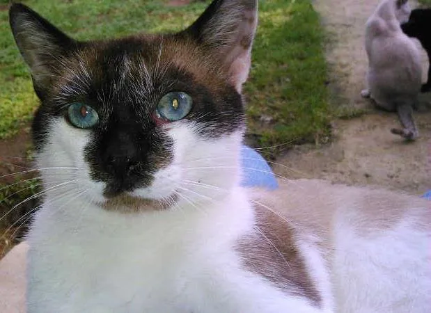 Gato ra a SIAMES idade 2 anos nome SAMUEL