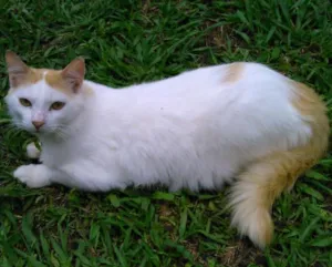 Gato raça SRD idade 1 ano nome FRITZ