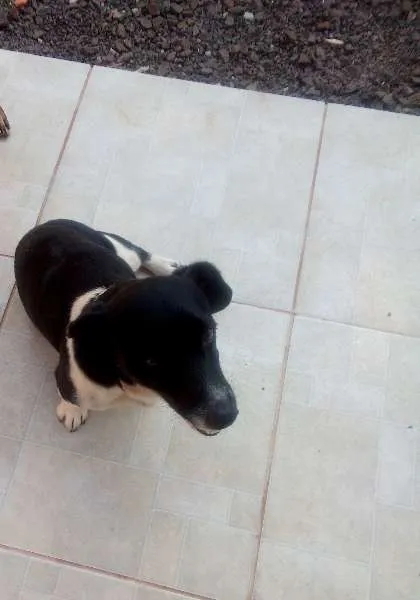 Cachorro ra a vira-lata idade 5 anos nome bolinha 