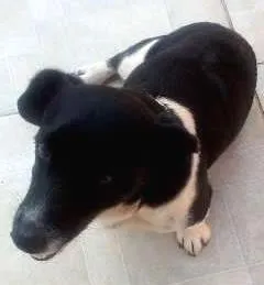 Cachorro ra a vira-lata idade 5 anos nome bolinha 