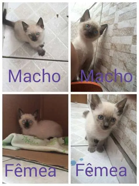 Gato ra a SRD idade 2 a 6 meses nome Não tem nome ainda
