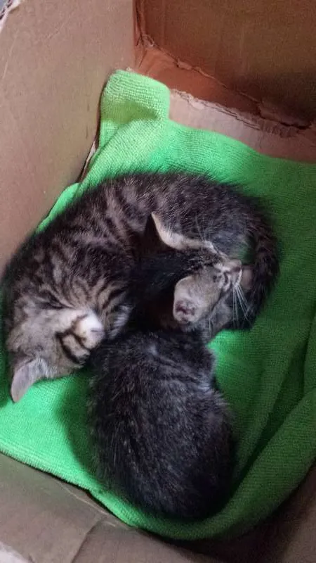 Gato ra a SRD idade Abaixo de 2 meses nome Não tem nome