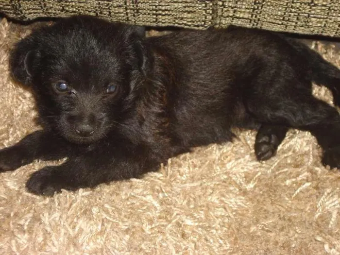 Cachorro ra a Poodle+Pinscher idade Abaixo de 2 meses nome Princesa