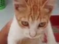 chatran