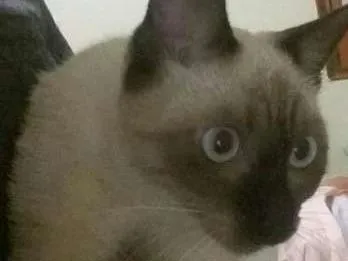 Gato raça Siamês idade 2 a 6 meses nome Sem nome