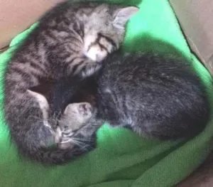 Gato raça SRD idade Abaixo de 2 meses nome Não tem nome