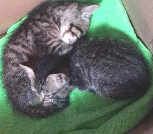 Gato ra a SRD idade Abaixo de 2 meses nome Não tem nome