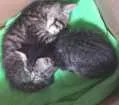 Gato raça SRD idade Abaixo de 2 meses nome Não tem nome