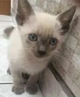 Gato raça SRD idade 2 a 6 meses nome Não tem nome ainda