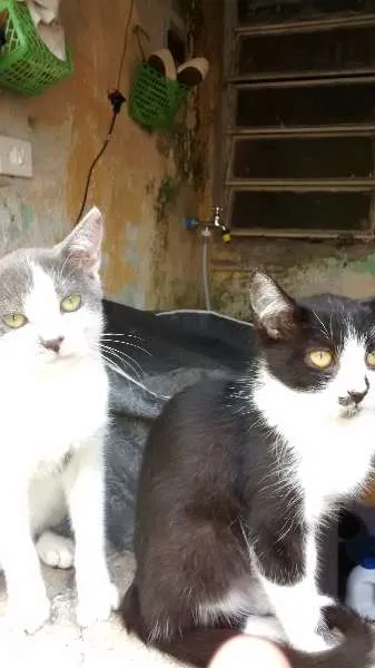 Gato ra a vira lata idade 2 a 6 meses nome Vários