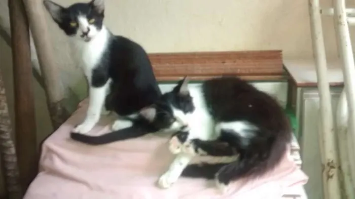 Gato ra a vira lata idade 2 a 6 meses nome Vários