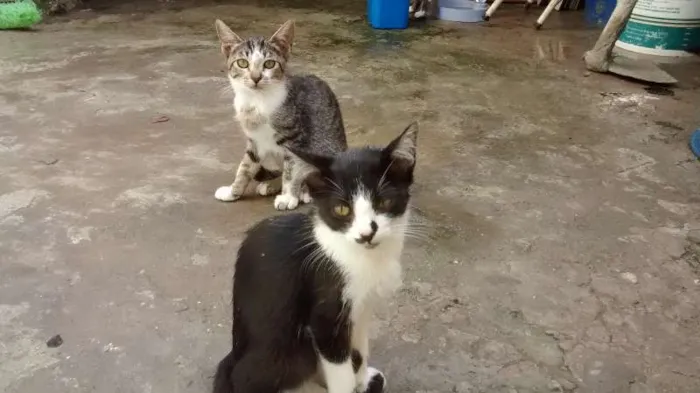Gato ra a vira lata idade 2 a 6 meses nome Vários