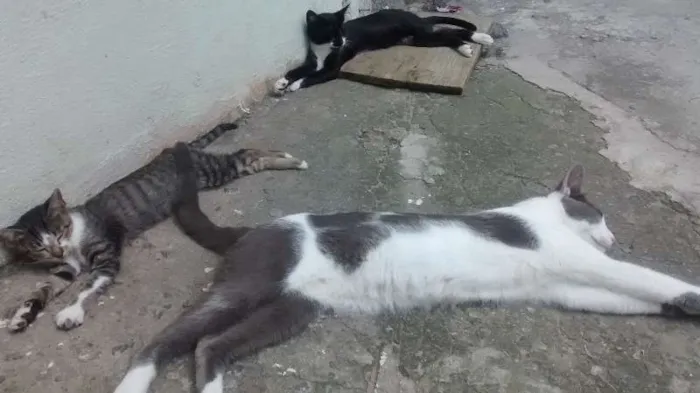 Gato ra a vira lata idade 2 a 6 meses nome Vários