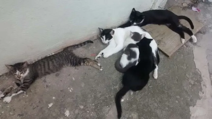 Gato ra a vira lata idade 2 a 6 meses nome Vários