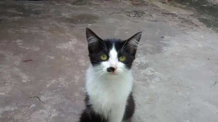 Gato ra a vira lata idade 2 a 6 meses nome Vários