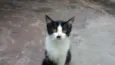 Vários