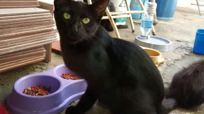 Gato ra a vira lata idade 2 a 6 meses nome Vários