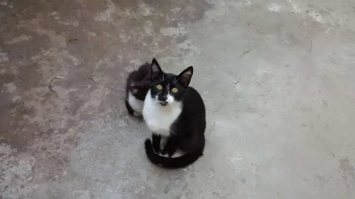 Gato ra a vira lata idade 2 a 6 meses nome Vários
