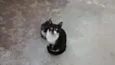 Vários