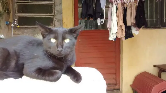 Gato ra a vira lata idade 2 a 6 meses nome Vários