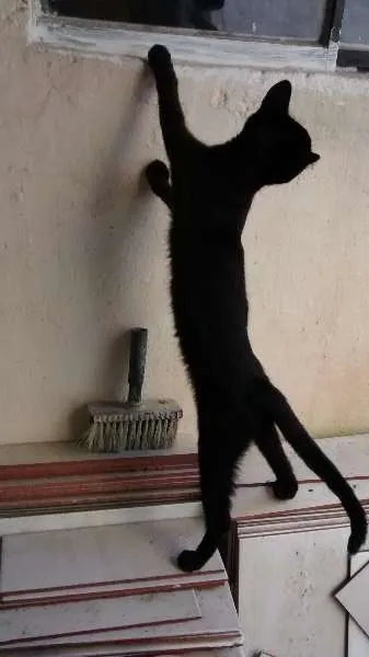 Gato ra a vira lata idade 2 a 6 meses nome Vários