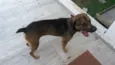 Pitoco