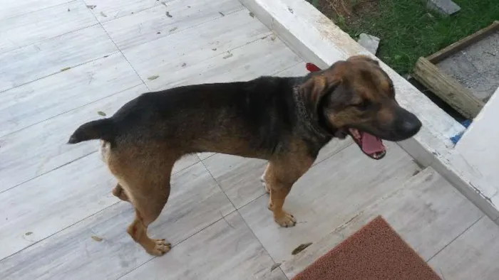 Cachorro ra a Vira lata idade 3 anos nome Pitoco