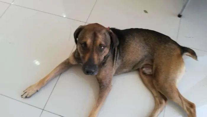 Cachorro ra a Vira lata idade 3 anos nome Pitoco