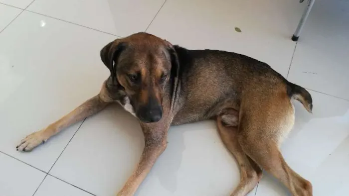 Cachorro ra a Vira lata idade 3 anos nome Pitoco