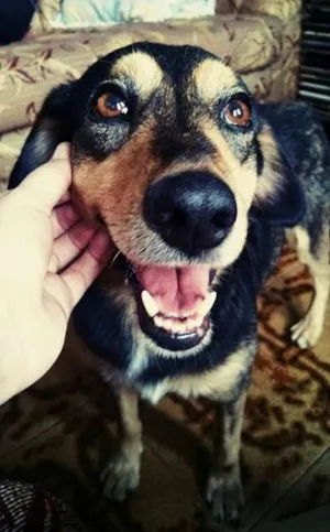 Cachorro raça Não definida idade 2 anos nome Dobby