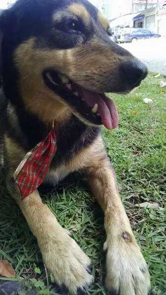 Cachorro raça Não definida idade 2 anos nome Dobby