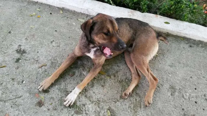 Cachorro ra a Vira lata idade 3 anos nome Pitoco