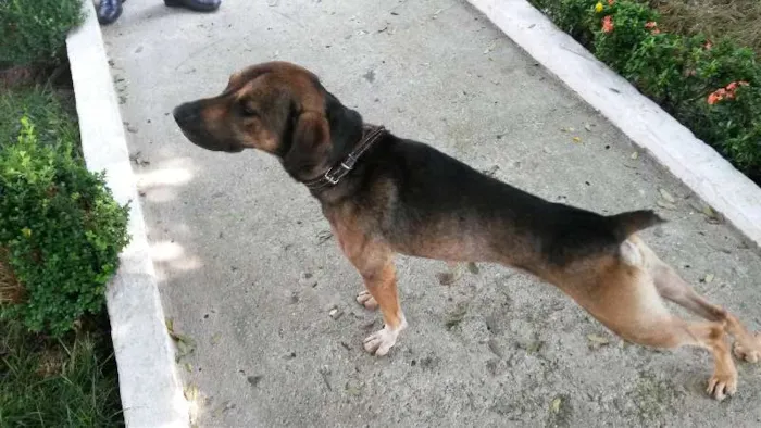 Cachorro ra a Vira lata idade 3 anos nome Pitoco
