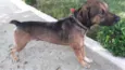 Pitoco