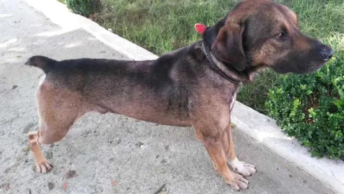 Cachorro ra a Vira lata idade 3 anos nome Pitoco
