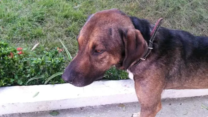 Cachorro ra a Vira lata idade 3 anos nome Pitoco