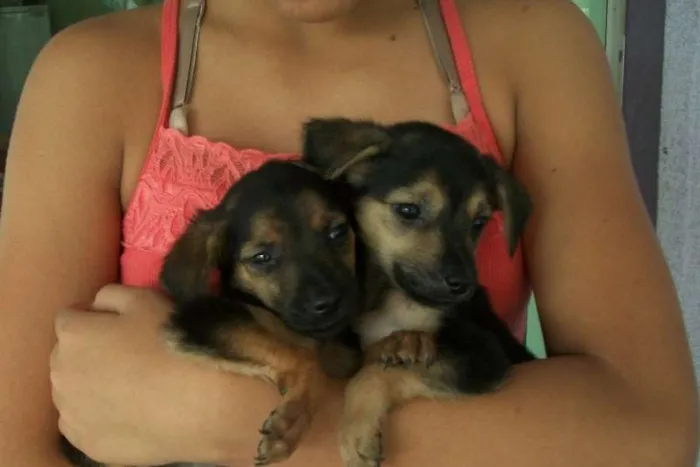 Cachorro ra a sem raça idade Abaixo de 2 meses nome Filhotinhos