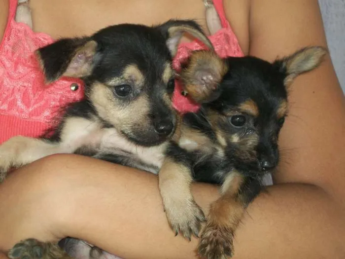 Cachorro ra a sem raça idade Abaixo de 2 meses nome Filhotinhos