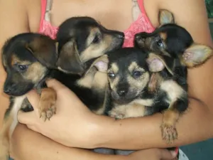 Cachorro raça sem raça idade Abaixo de 2 meses nome Filhotinhos