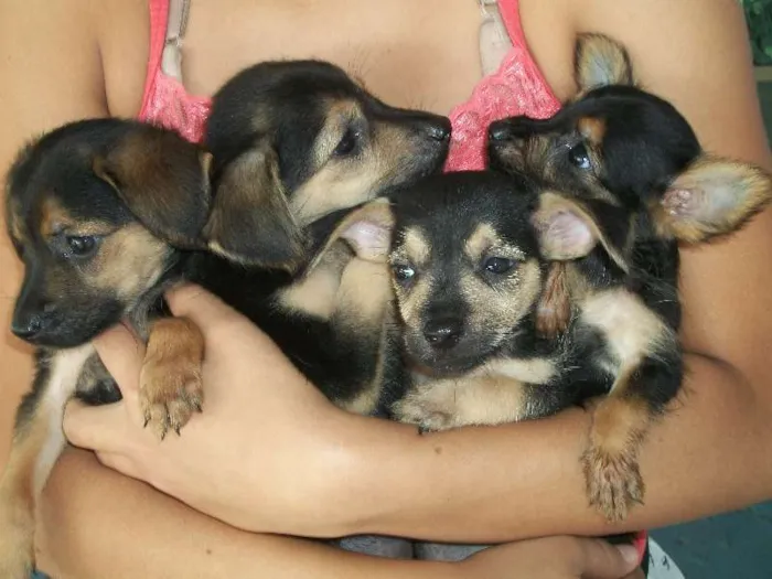 Cachorro ra a sem raça idade Abaixo de 2 meses nome Filhotinhos