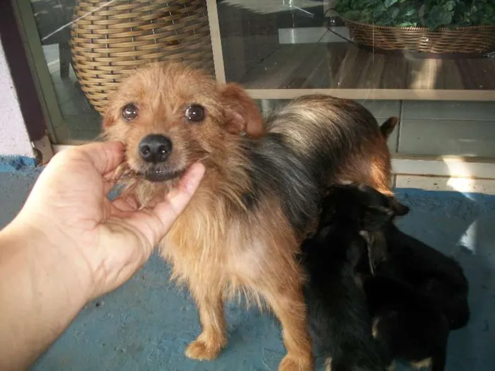 Cachorro ra a sem raça idade Abaixo de 2 meses nome Filhotinhos