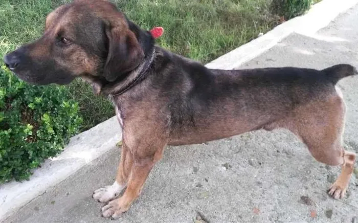Cachorro ra a Vira lata idade 3 anos nome Pitoco