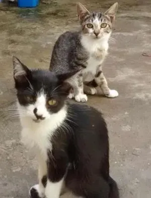 Gato raça vira lata idade 2 a 6 meses nome Vários