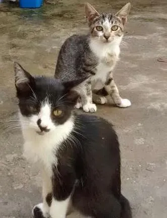 Gato ra a vira lata idade 2 a 6 meses nome Vários