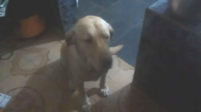 Cachorro ra a labrador idade 2 anos nome zeus