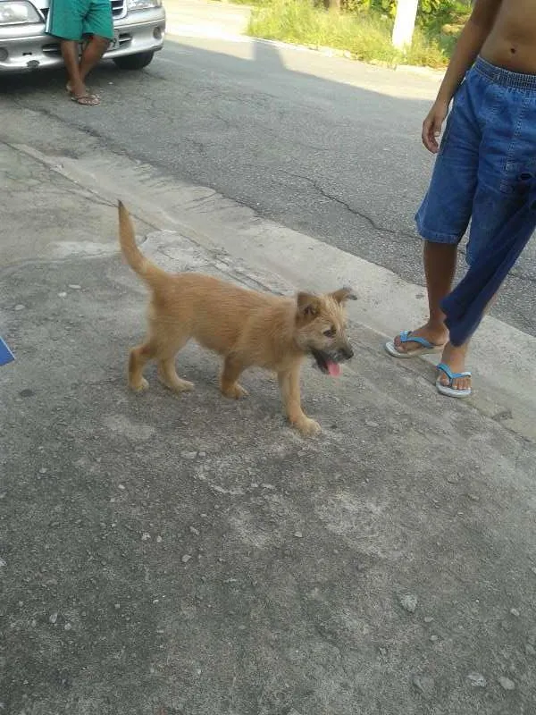 Cachorro ra a vira lata idade 2 a 6 meses nome sem nome