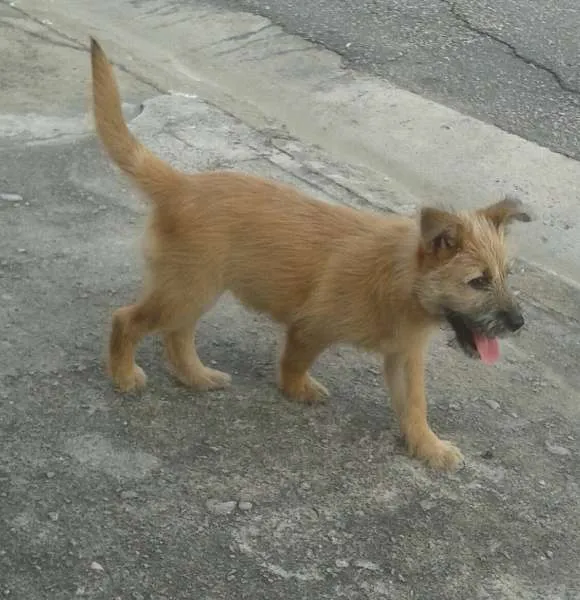 Cachorro ra a vira lata idade 2 a 6 meses nome sem nome