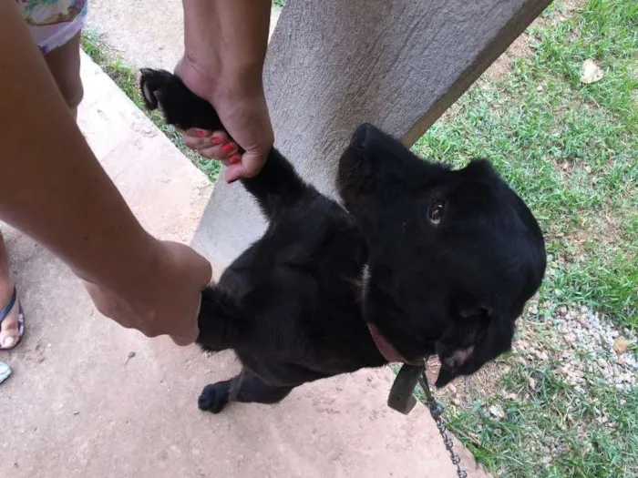 Cachorro ra a SRD idade 2 anos nome Pretinha