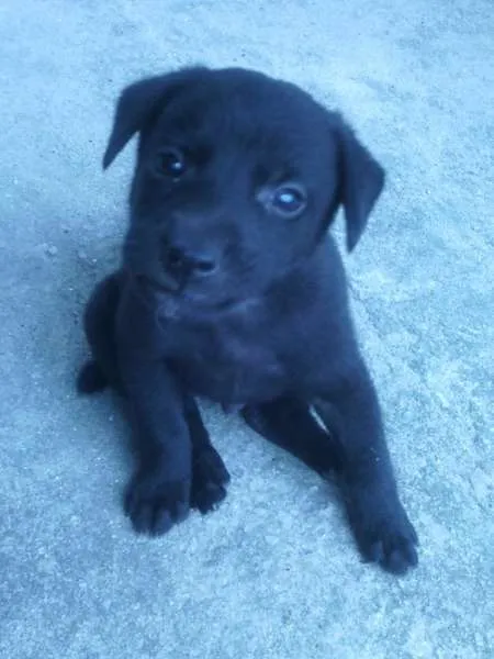 Cachorro ra a xxxx idade Abaixo de 2 meses nome xxxx